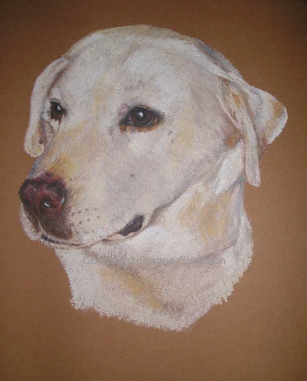 Golden Labrador portrait by Joanne Simpson.